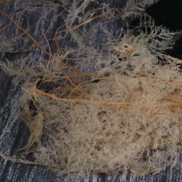 Asparagus Plumosus rosa chiaro - immagine 2