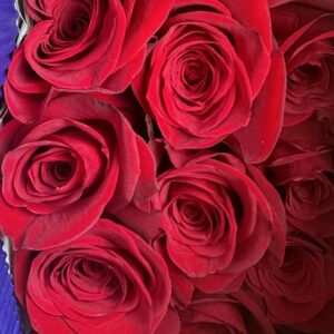 Rosa rossa freedom