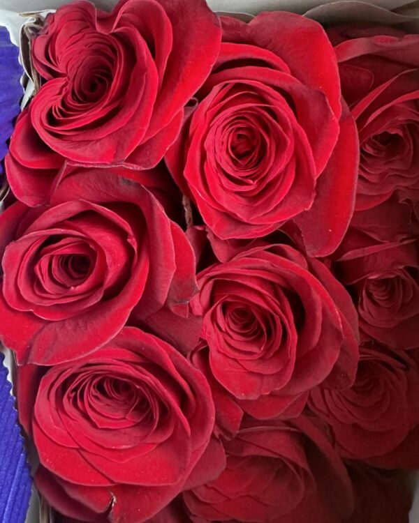 Rosa rossa freedom