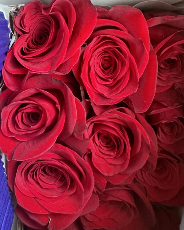 Rosa rossa freedom - immagine 2
