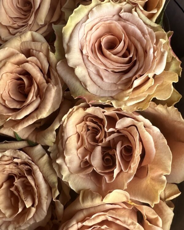 Rosa toffe