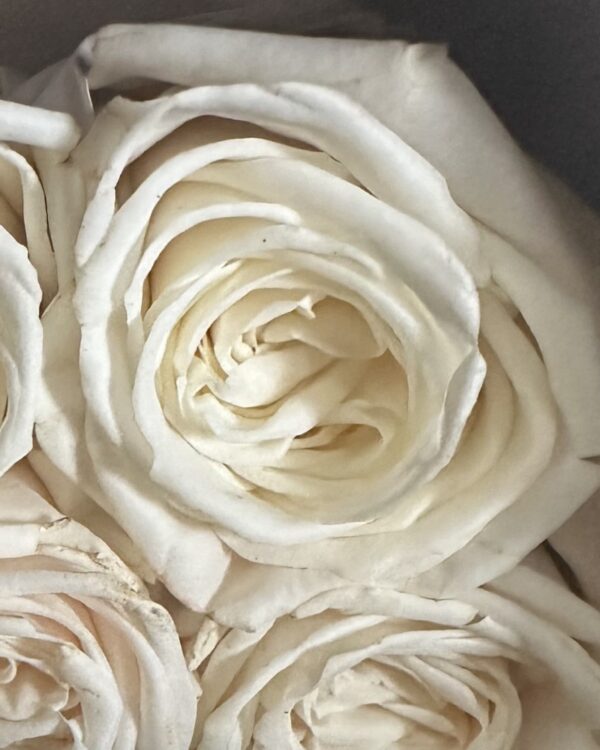 Rose white playa blanca - Image 2