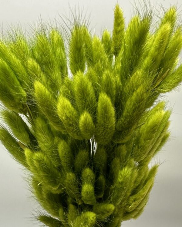 Lagurus ovatus verde - immagine 6
