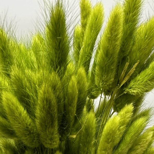 Lagurus ovatus verde - immagine 3