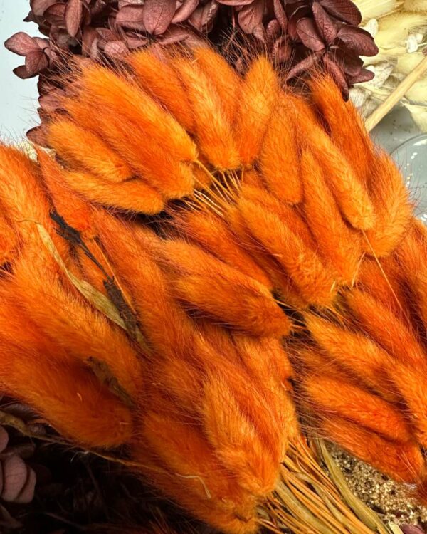 Lagurus ovatus arancione - immagine 4