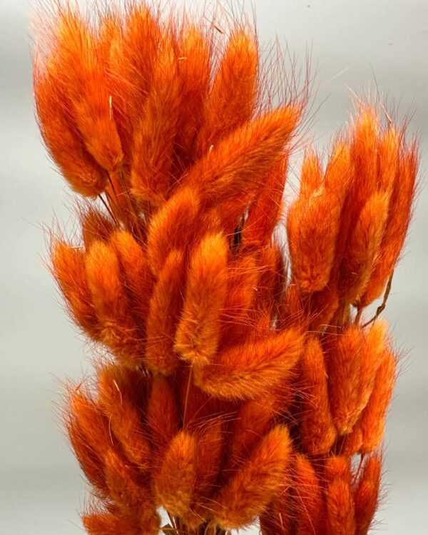 Lagurus ovatus arancione - immagine 3