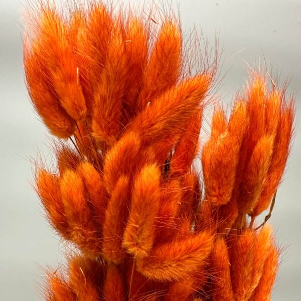 Lagurus ovatus arancione - immagine 2