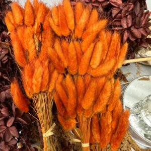 Lagurus ovatus arancione
