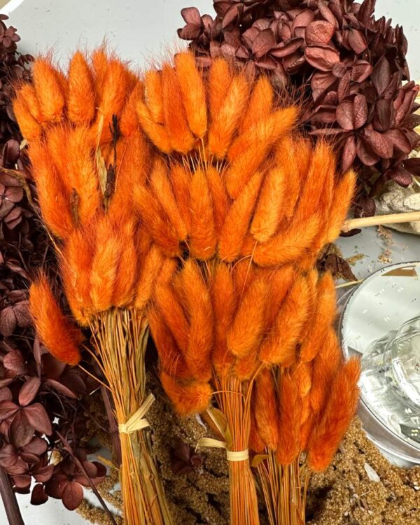 Lagurus ovatus arancione