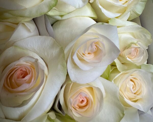 Rosa candlelight bianca - immagine 5