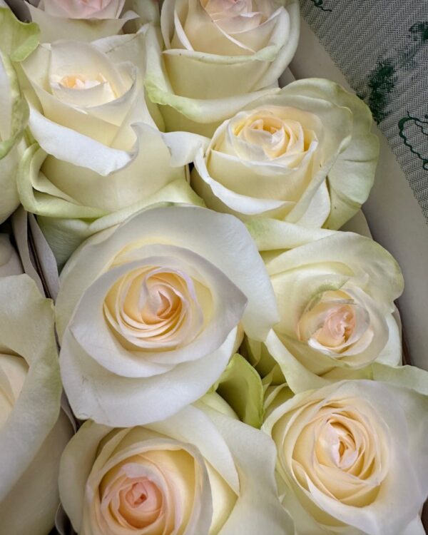 Rosa candlelight bianca - immagine 4