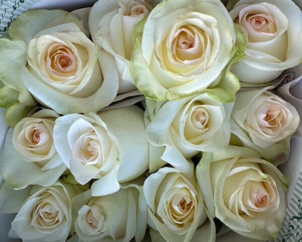 Rosa candlelight bianca - immagine 3