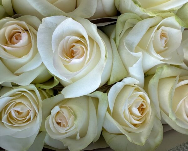 Rosa candlelight bianca - immagine 2