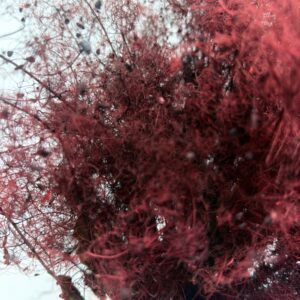 Cotinus coggygria bordeaux