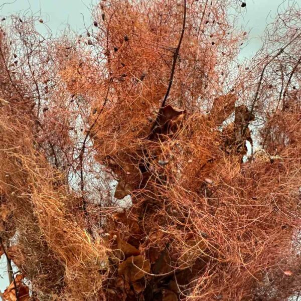 Cotinus coggygria bordeaux