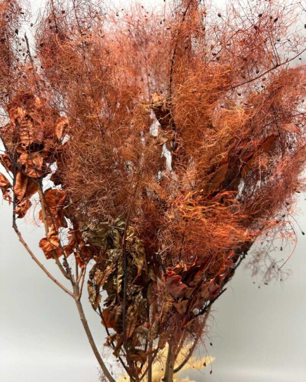 Cotinus coggygria bordeaux - immagine 2