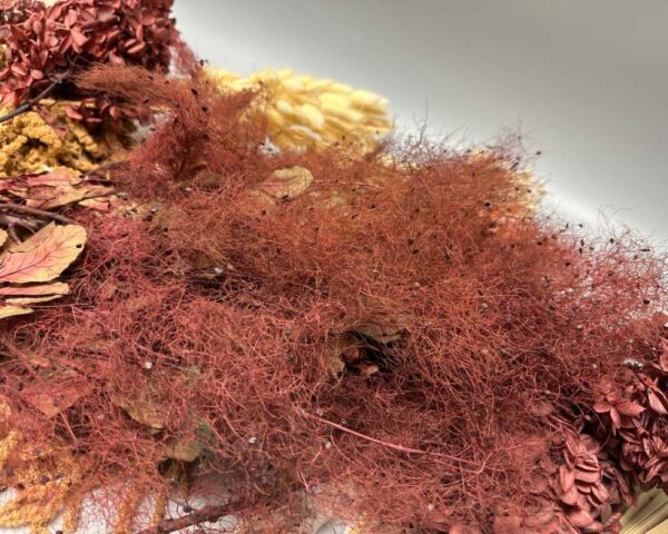 Cotinus coggygria bordeaux - immagine 3