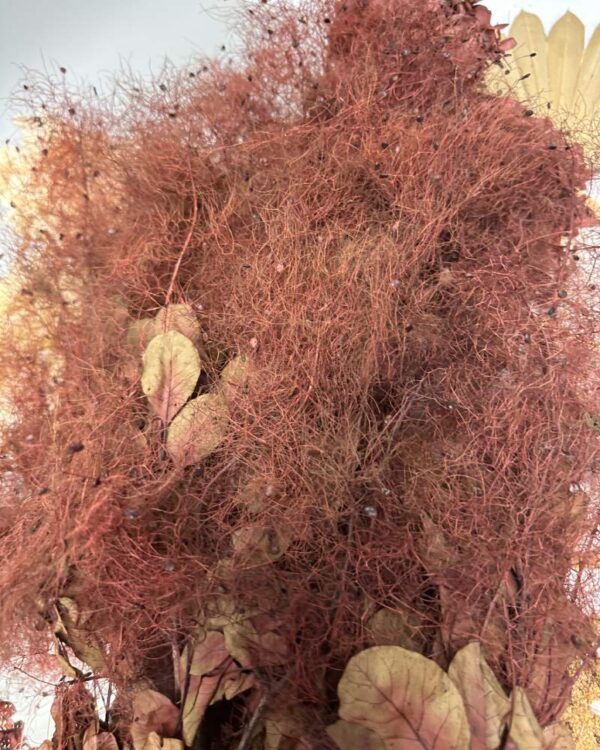 Cotinus coggygria bordeaux - immagine 4