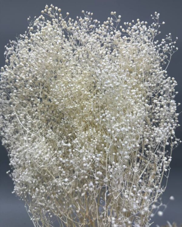 Gypsophila million star bright white - Image 3