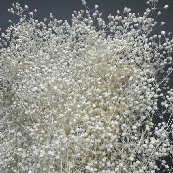 Gypsophila million star bright white