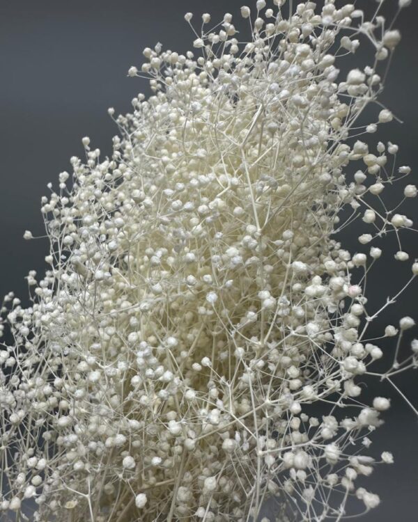 Gypsophila million star bright white - Image 2