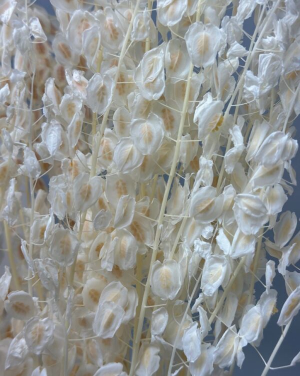 Lunaria small white - Image 3