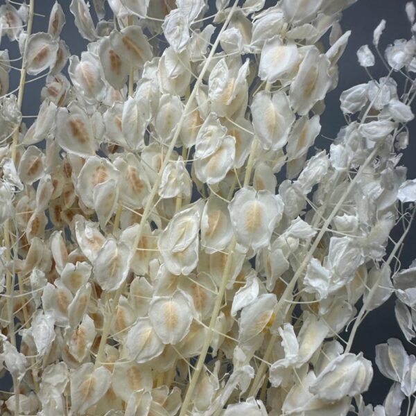 Lunaria small white - Image 2