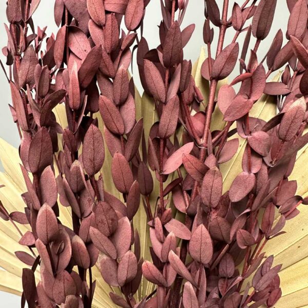 Eucalyptus parvifolia bordeaux - immagine 3