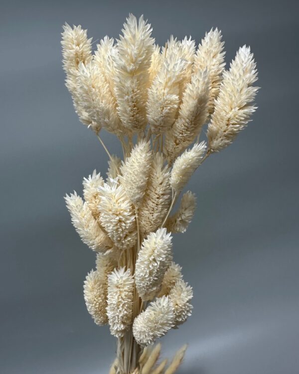 Phalaris bianca - immagine 3