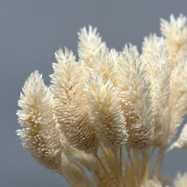 Phalaris bianca - immagine 2