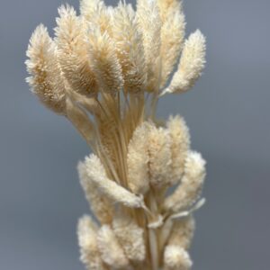 Phalaris bianca