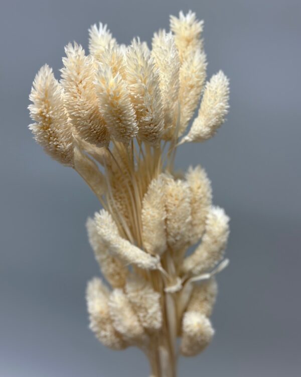 Phalaris bianca