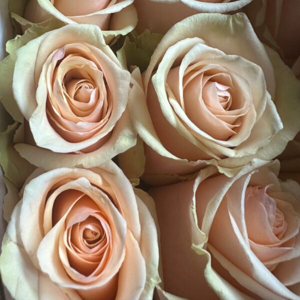 Rosa primavera - immagine 4