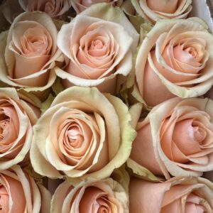 Rosa primavera