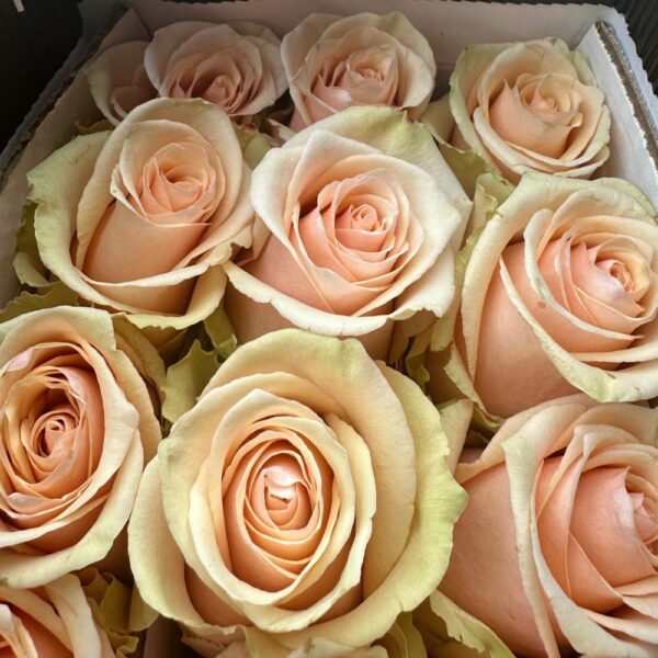 Rosa primavera - immagine 5