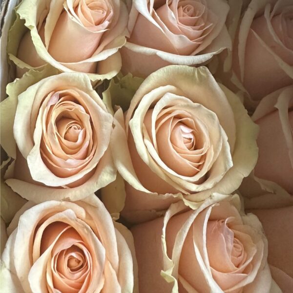 Rosa primavera - immagine 2