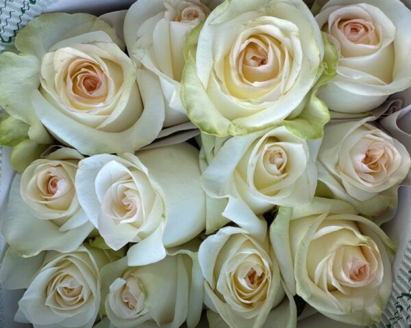 Rosa candlelight bianca