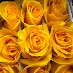 Rosa momentum