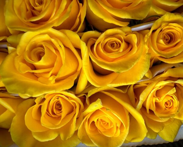Rosa momentum - immagine 4