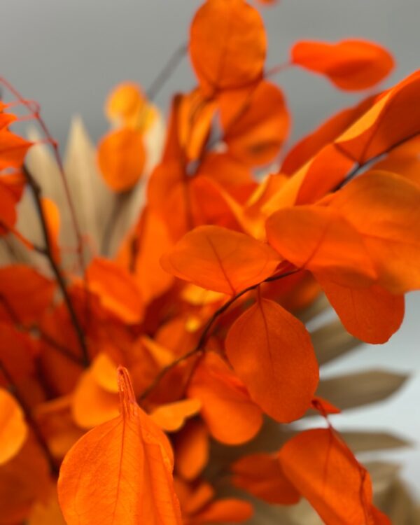 Eucalyptus silver dollar arancione - immagine 3
