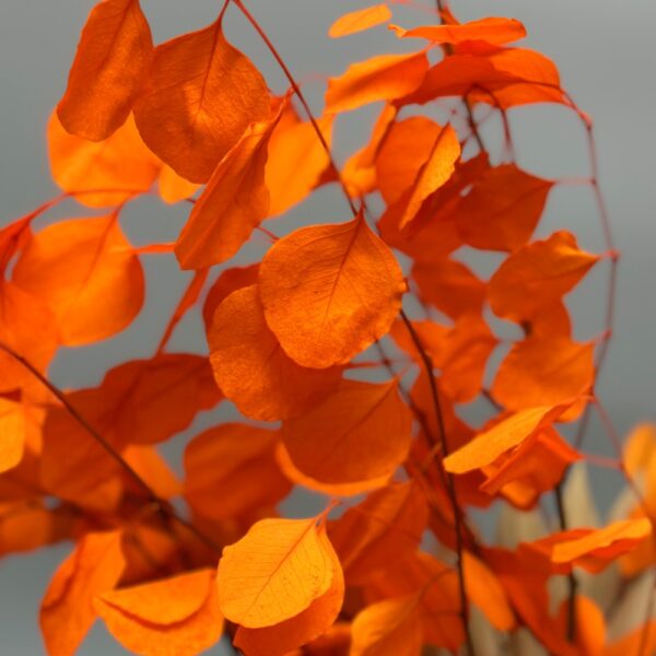 Eucalyptus silver dollar arancione