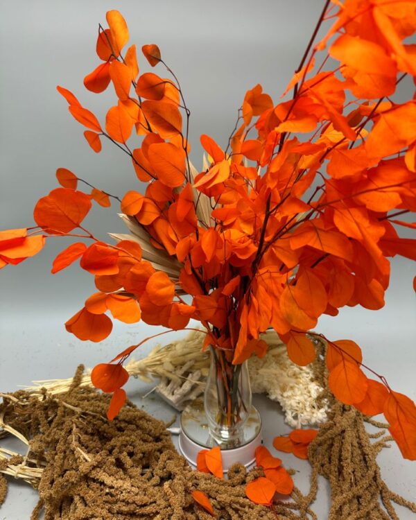Eucalyptus silver dollar arancione - immagine 2