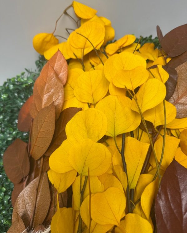 Eucalyptus silver dollar giallo - immagine 4