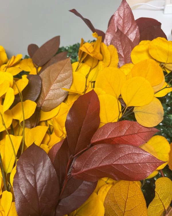 Eucalyptus silver dollar giallo - immagine 2