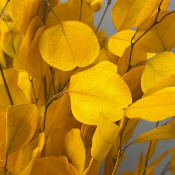 Eucalyptus silver dollar giallo - immagine 3