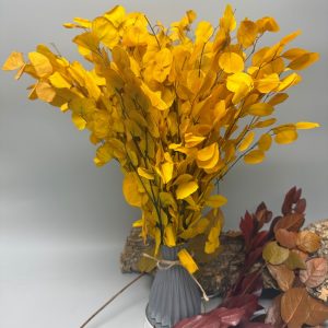 Eucalyptus silver dollar giallo