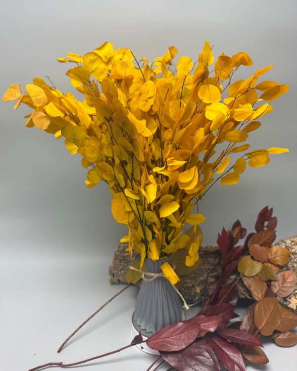 Eucalyptus silver dollar giallo