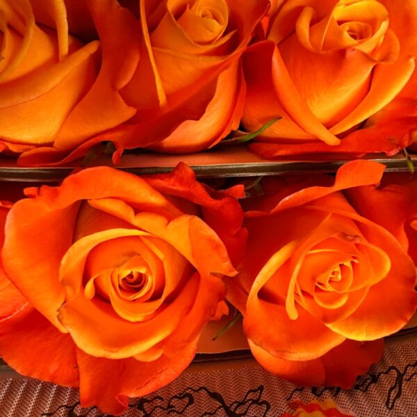 Rose aloha - Image 3