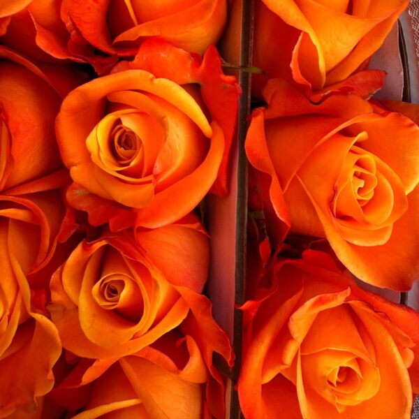 Rose aloha - Image 2