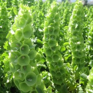 Moluccella verde